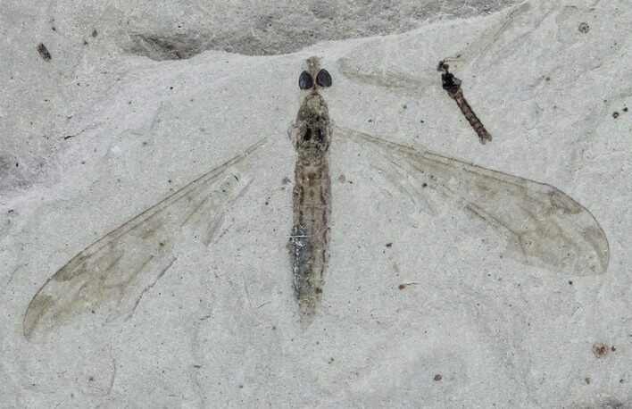 Fossil Crane Fly (Pronophlebia) - Green River Formation #94811